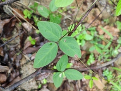 Glycine max soja