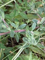 Ononis spinosa spinosa