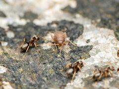 Myrmecophilus pergandei