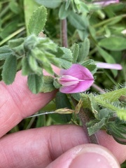 Ononis spinosa spinosa