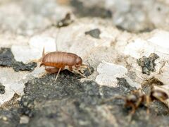 Myrmecophilus pergandei