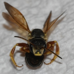 Halictus parallelus