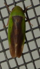 Ponana