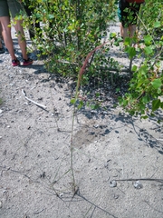 Calamagrostis pseudophragmites