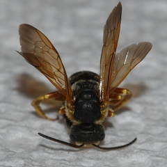 Halictus parallelus