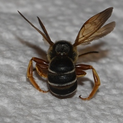 Halictus parallelus