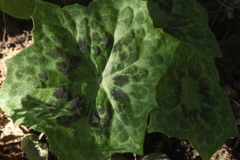 Podophyllum versipellis