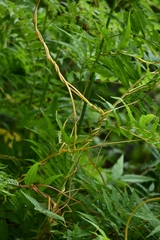 Cuscuta reflexa