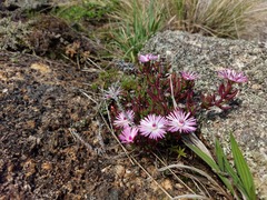 Lampranthus aduncus