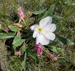 Oenothera cespitosa cespitosa