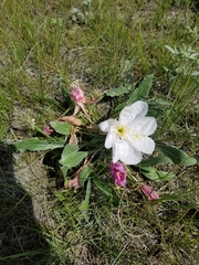 Oenothera cespitosa cespitosa