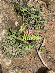 Blechnum proliferum