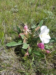 Oenothera cespitosa cespitosa