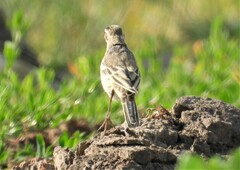 Anthus campestris