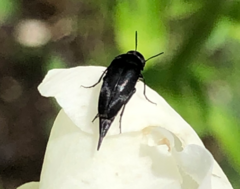 Mordellidae