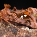 Autographa pulchrina - Photo (c) Sharp Spoods, μερικά δικαιώματα διατηρούνται (CC BY-NC), uploaded by Sharp Spoods