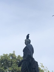 Corvus