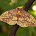 Pine Imperial Moth - Photo (c) David Kaposi, some rights reserved (CC BY-NC), uploaded by David Kaposi