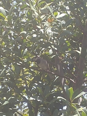 Passer domesticus