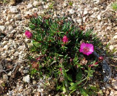 Lampranthus aduncus