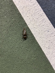 Orthostethus infuscatus