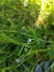 Myosotis arvensis