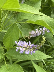 Orbexilum onobrychis