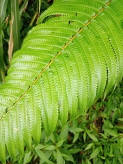 Pneumatopteris callosa