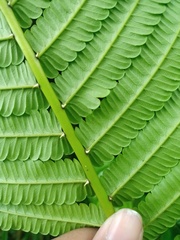 Pneumatopteris callosa