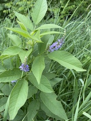 Orbexilum onobrychis