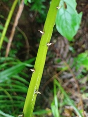 Pneumatopteris callosa