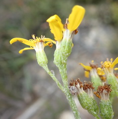 Senecio crenatus