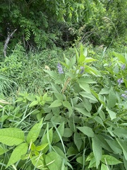 Orbexilum onobrychis