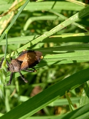 Scarabaeidae