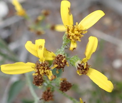 Senecio crenatus