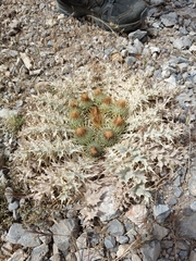 Onopordum acaulon