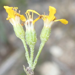 Senecio crenatus