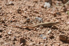 Acanthodactylus boskianus
