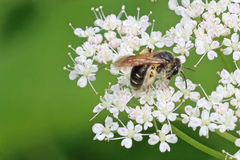 Notandrena