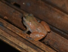 Diasporus