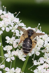 Notandrena