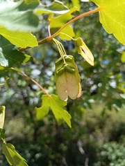 Acer granatense
