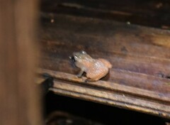 Diasporus