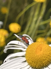 Anastrangalia laetifica