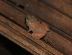 Diasporus