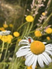 Anastrangalia laetifica