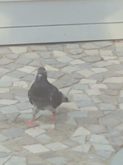 Columba livia domestica