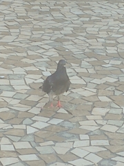 Columba livia domestica
