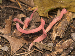 Clavaria rosea
