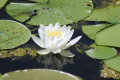 Nymphaea odorata